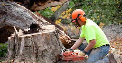 stump removal in Lincoln