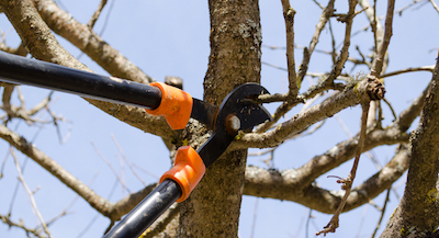 Lincoln tree pruning