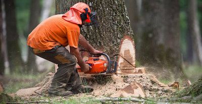 tree removal in Lincoln