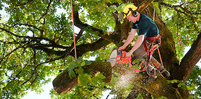 tree trimming in Lincoln